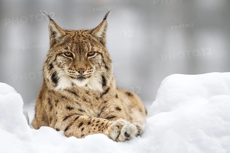 Eurasian lynx