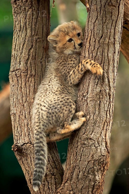 Cheetah