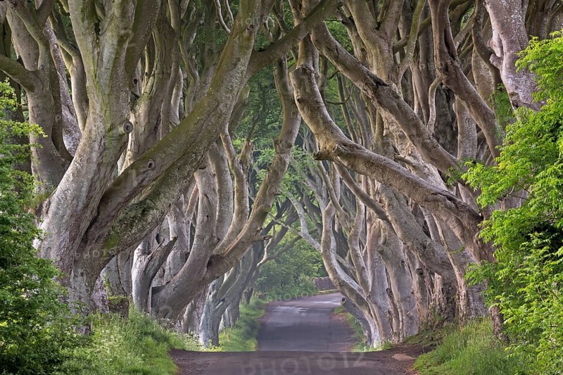 Beech tree avenue