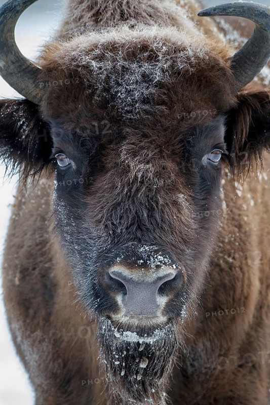 Wisent