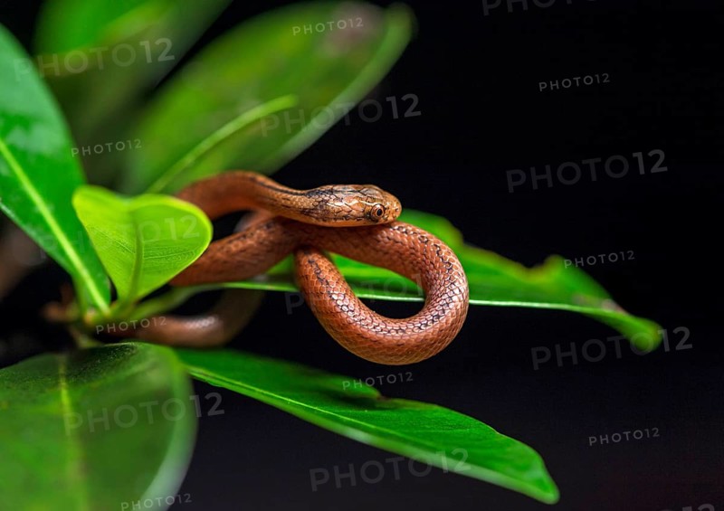 Colubrid