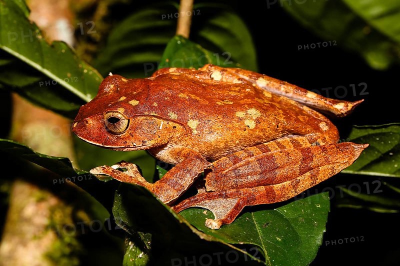 Madagascar brown tree frog