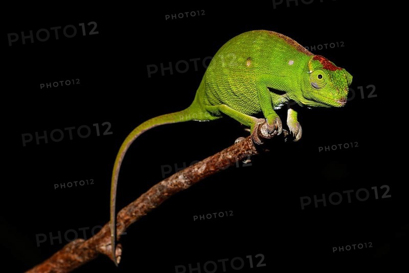 Petter's chameleon