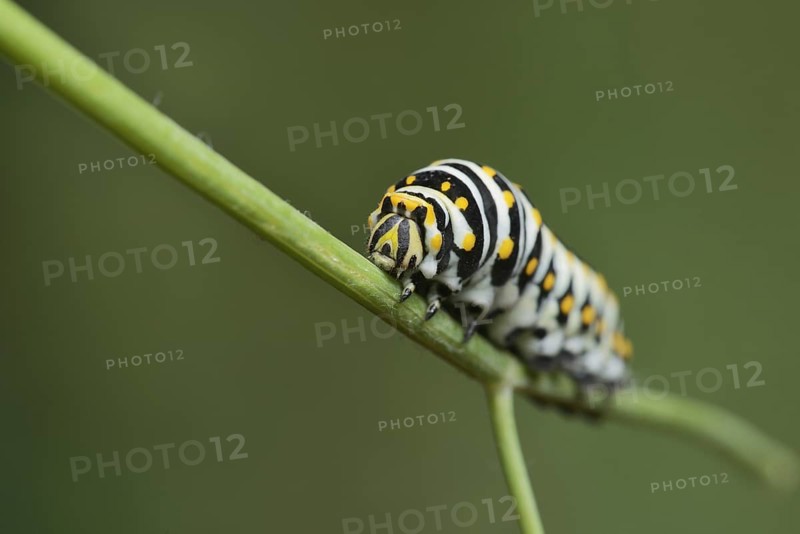 Black Swallowtail