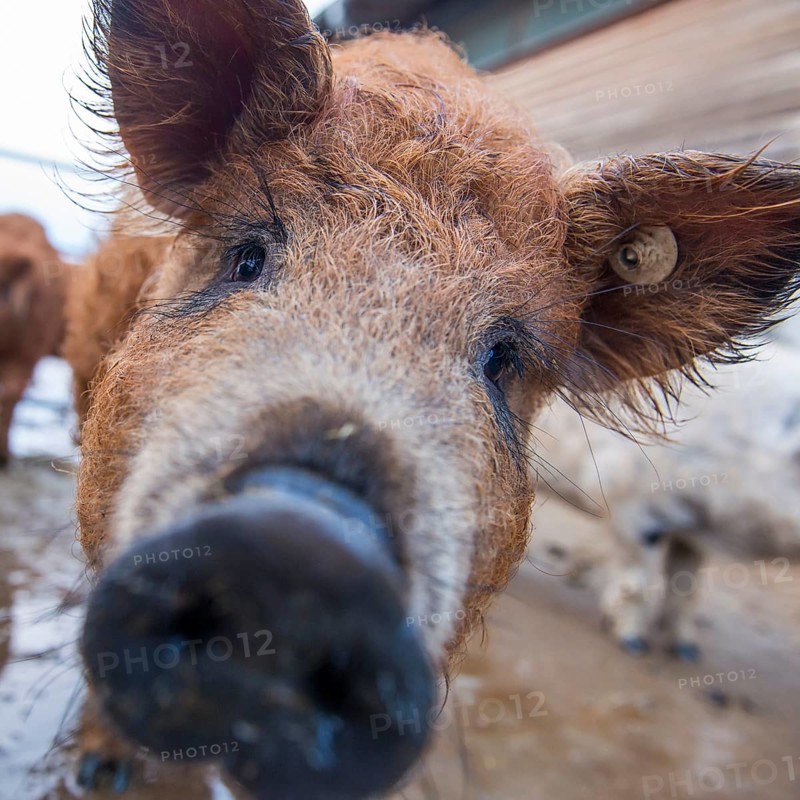 Woolly pig