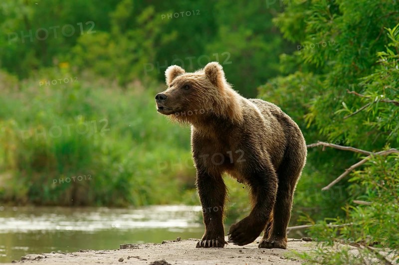Brown bear