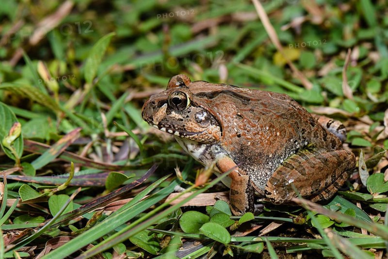 Madagascar Bullfrog