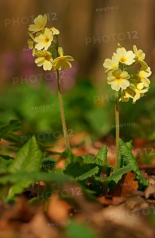 Oxlip or true oxlip