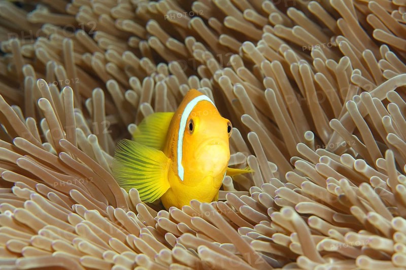 Maldive anemonefish