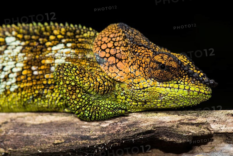 Mount Amber Shorthorn Chameleon