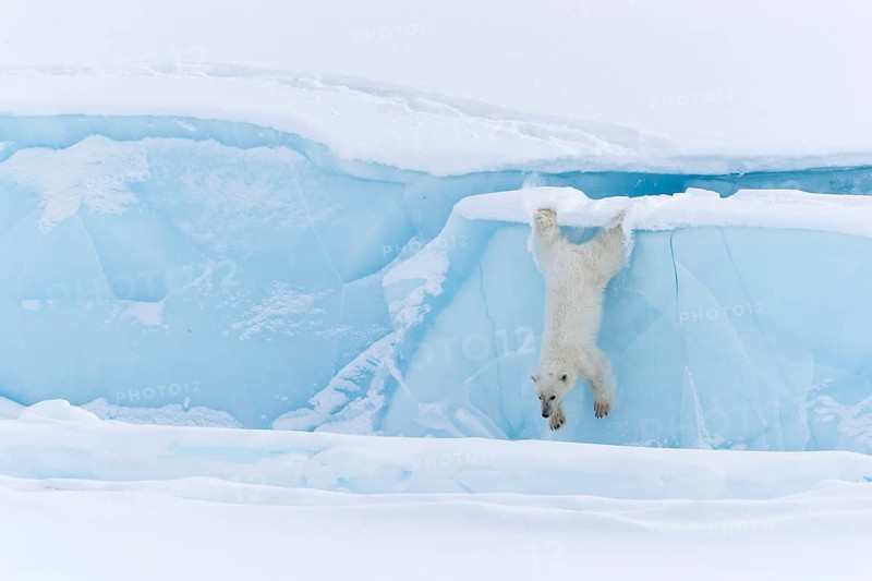 Polar bear