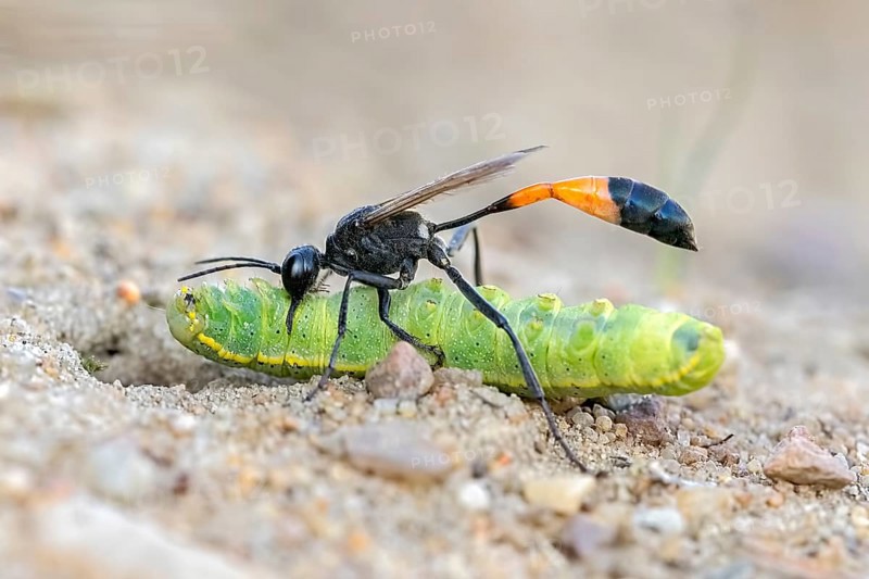Common Sand Wasp