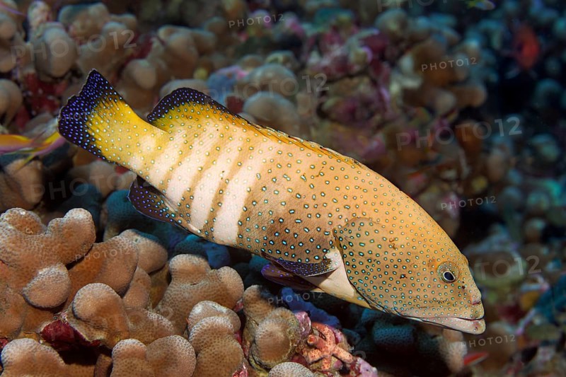 Peacock Grouper
