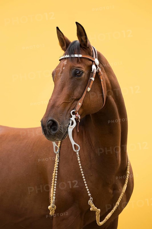Portrait Western riding horse