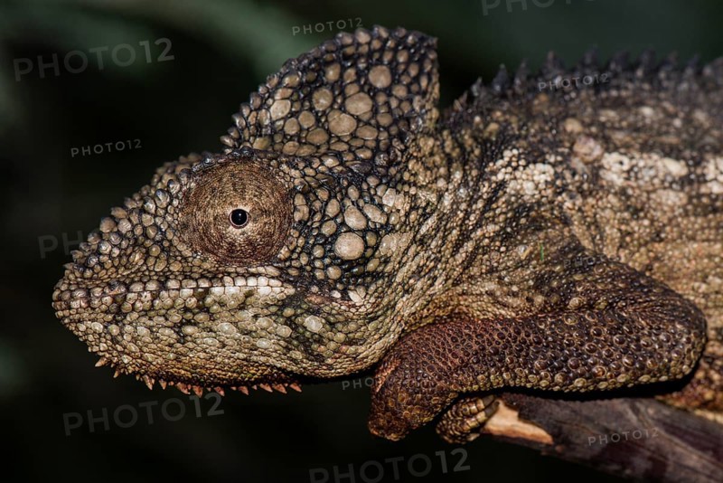 Malagasy giant chameleon