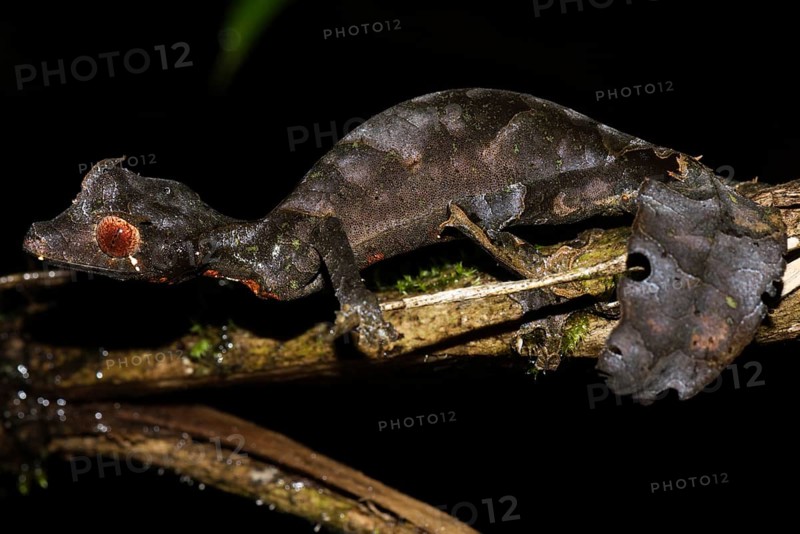 Satanic Leaf Tailed Gecko
