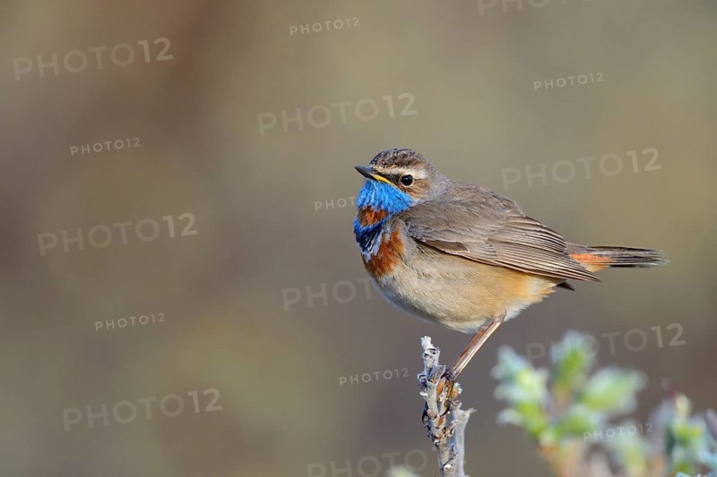 Red-spotted bluethroat