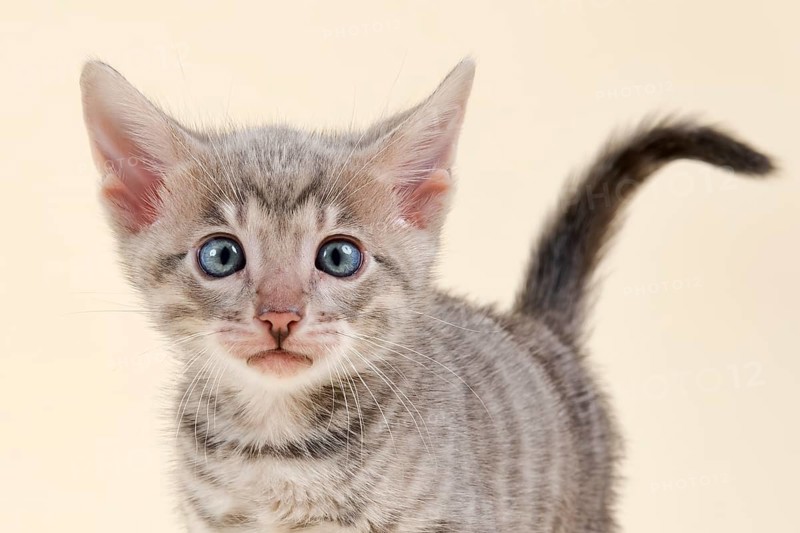 Toyger