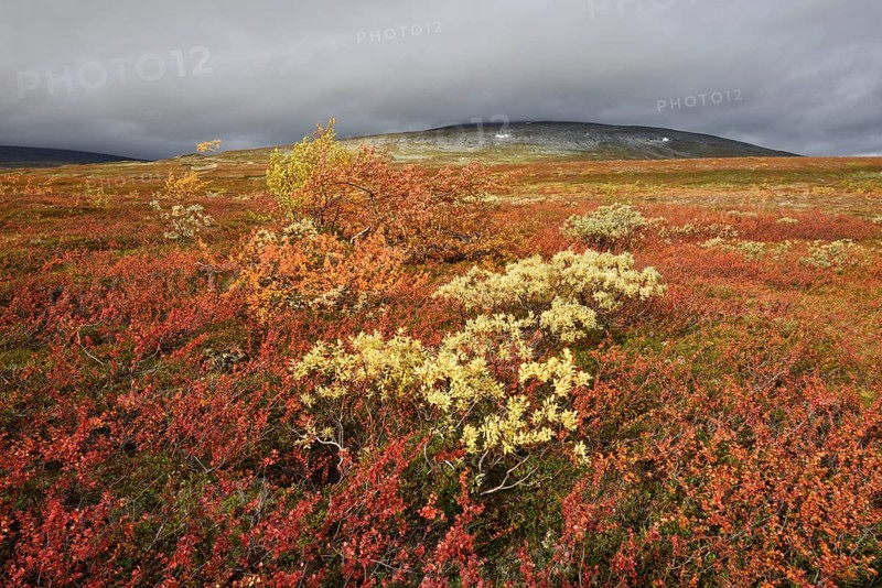 Colourful autumn landscape on the Saltfjellet