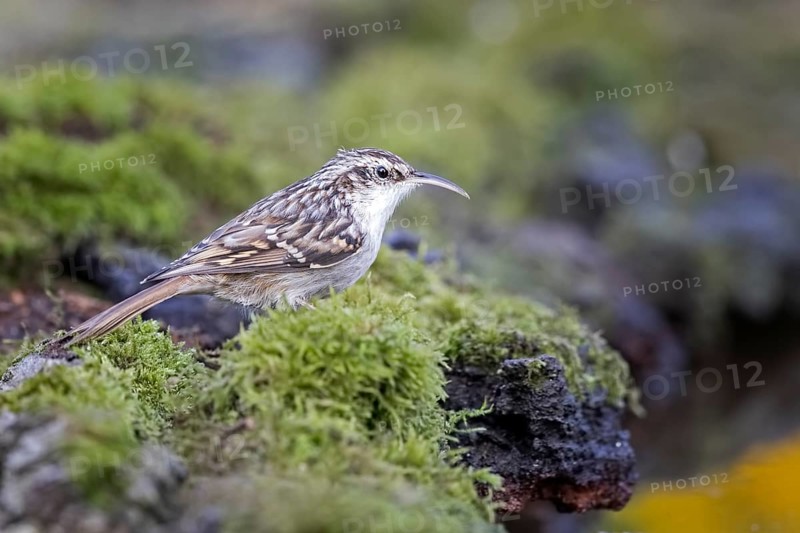Short-toed treecreeper