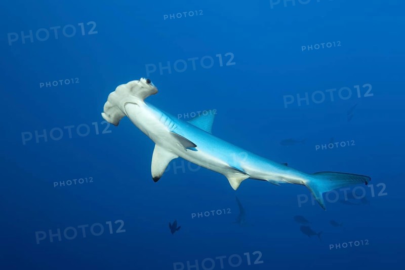 Scalloped hammerhead shark