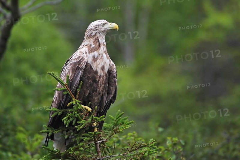 White-tailed eagle