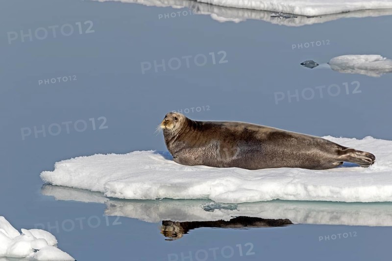 Bearded seal