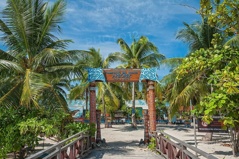 Coconut trees