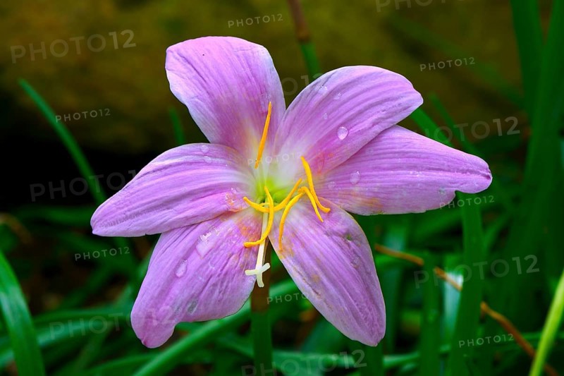 Zephyranthes carinata
