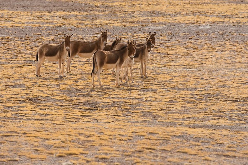 A herd of Kiang or