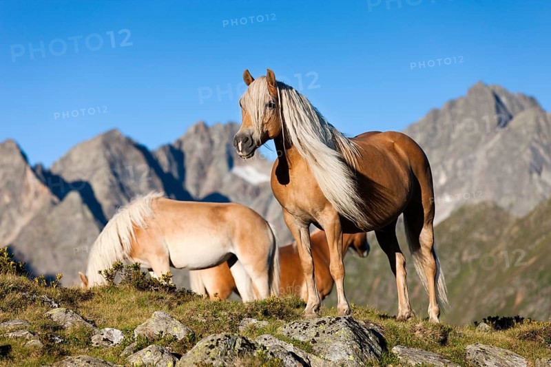 Haflingers