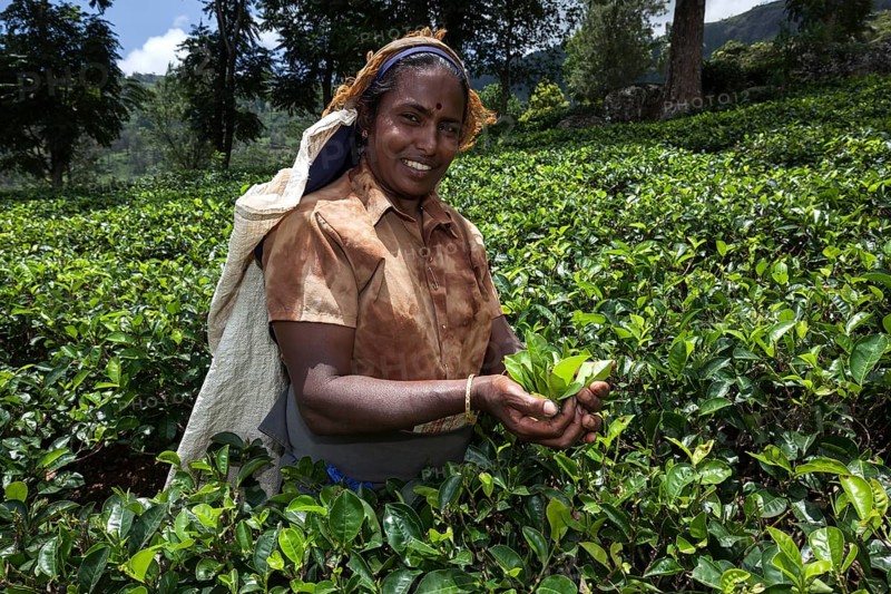 Tea picker