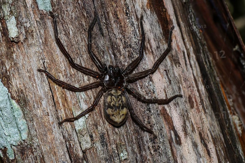Hunting spider