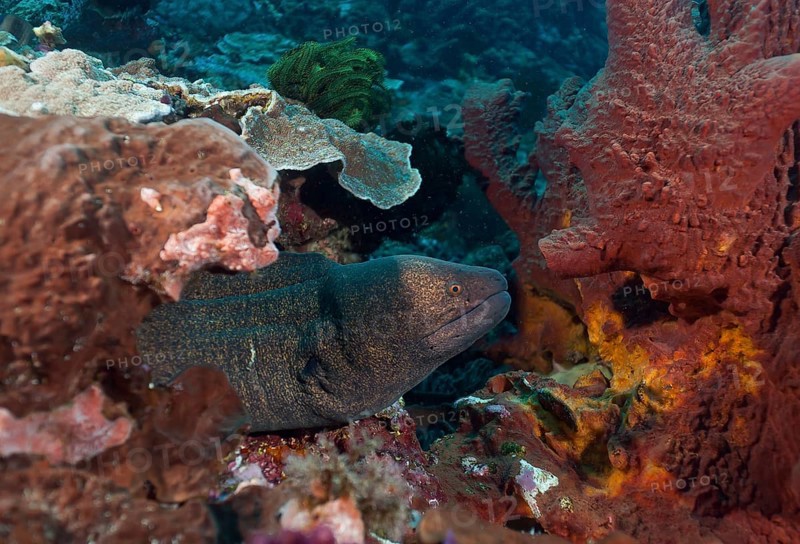 Sooty-head moray