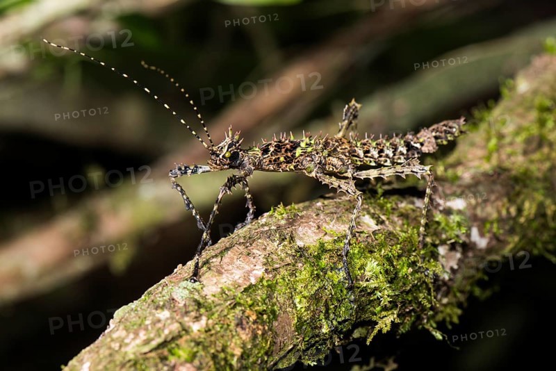 Thorny stick insect