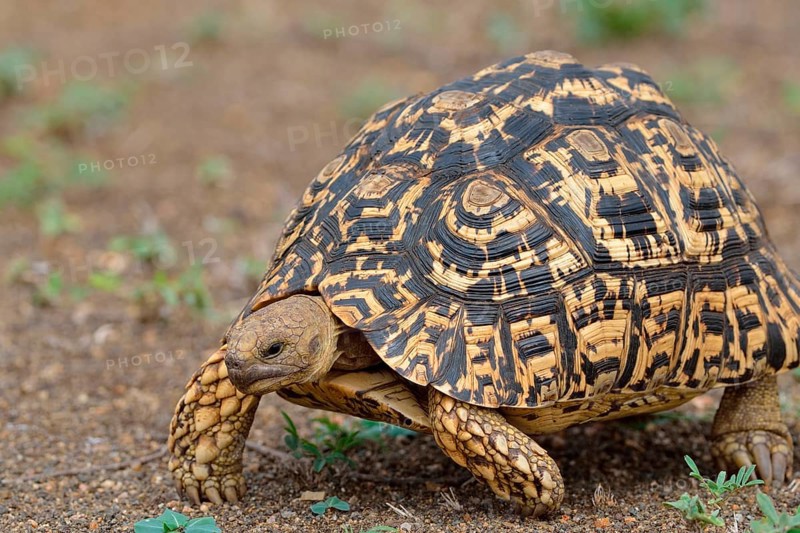 Leopard tortoise