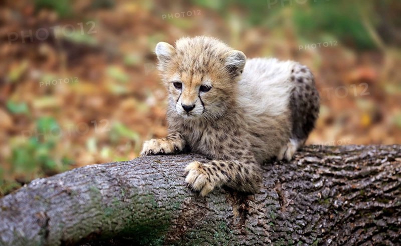 Cheetah