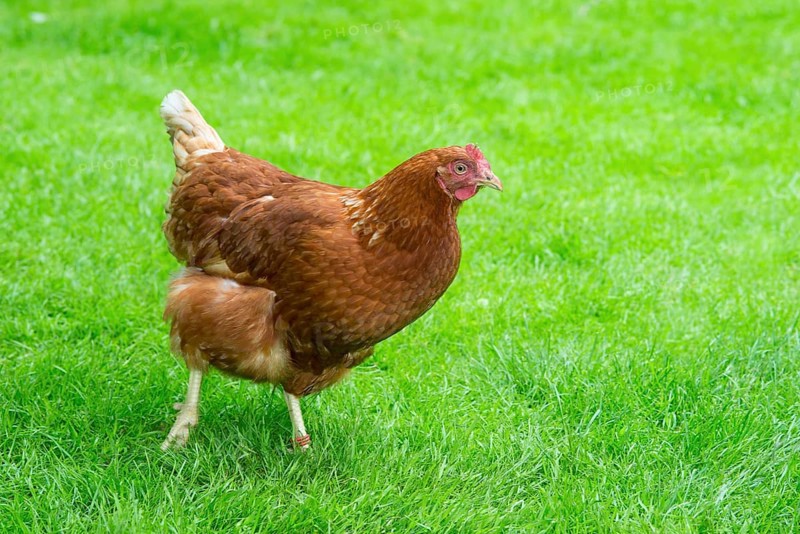 Brown hybrid hen
