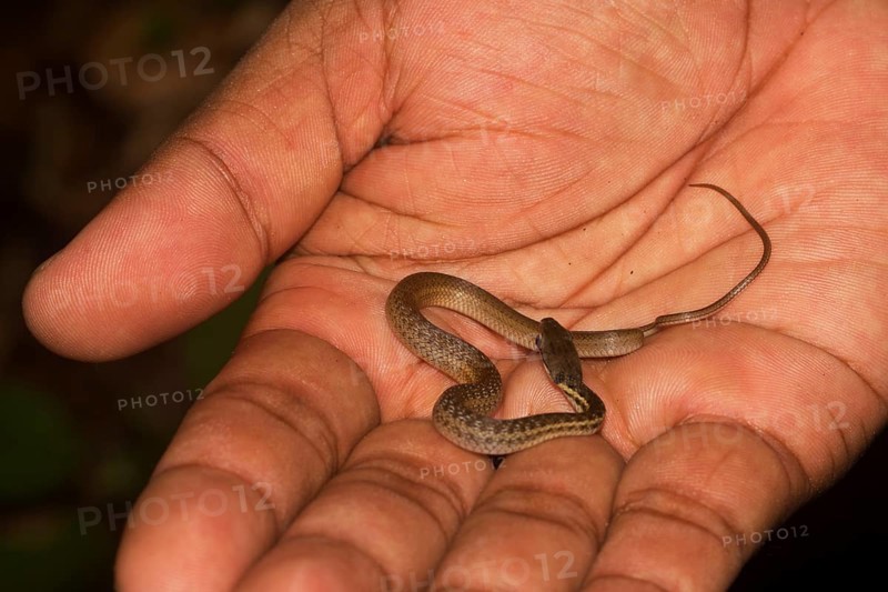 Yellow-striped water snake