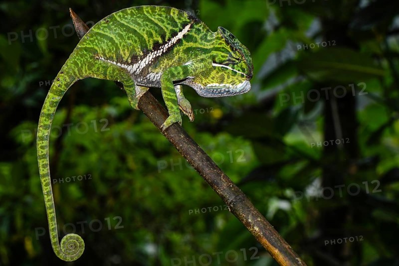 Two-banded chameleon