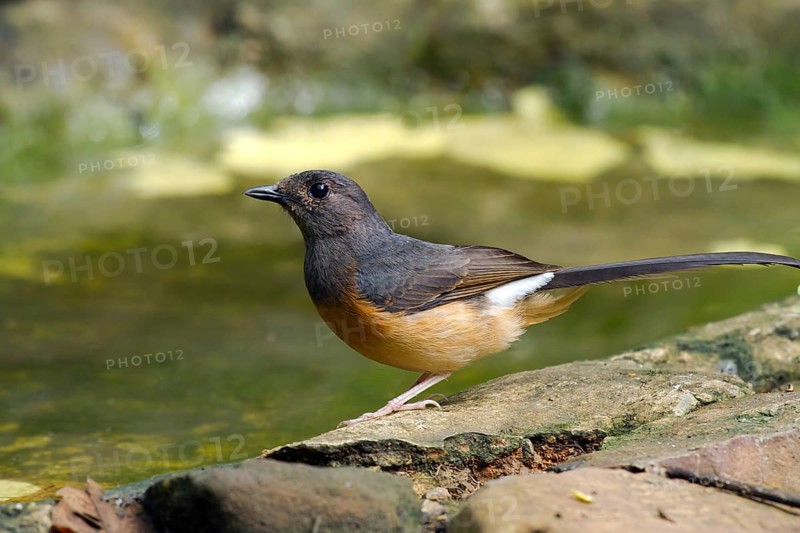 White-rumped shama