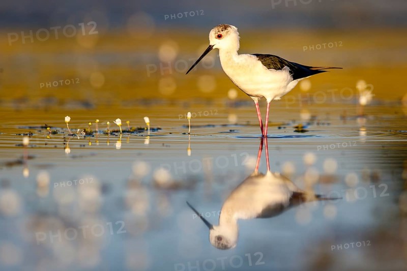 Black-winged stilt