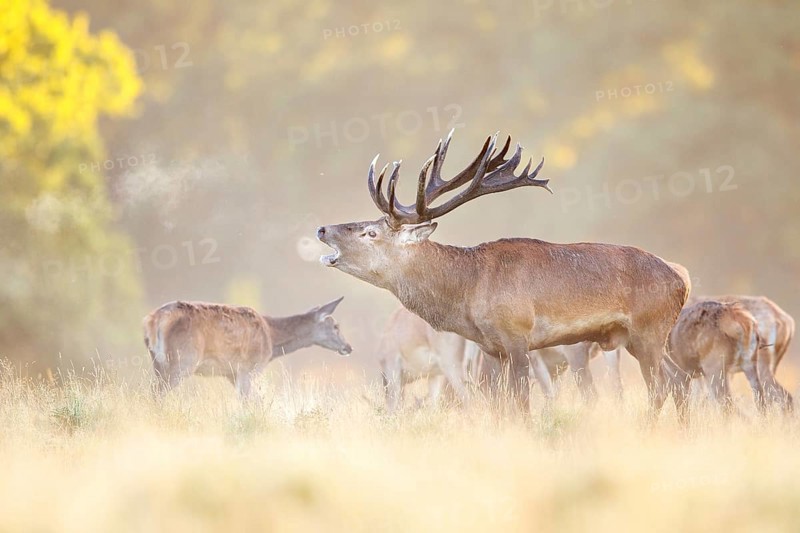 Red deer