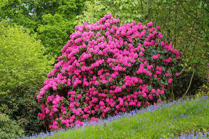 Flowering Rhododendron