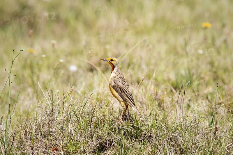 Cape longclaw
