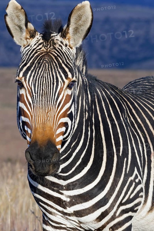 Cape mountain zebra