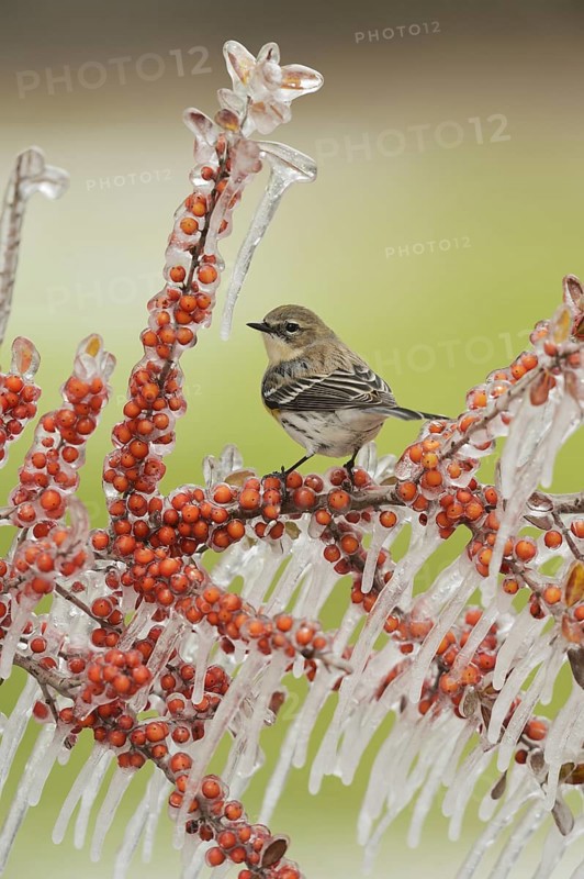 Yellow-rumped Warbler
