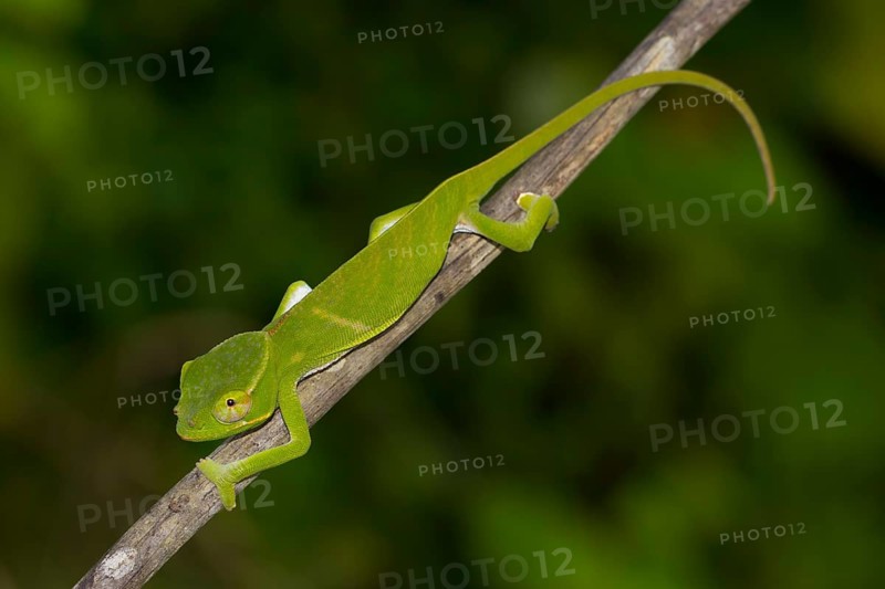 Chameleon