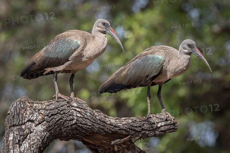 Hadada ibis