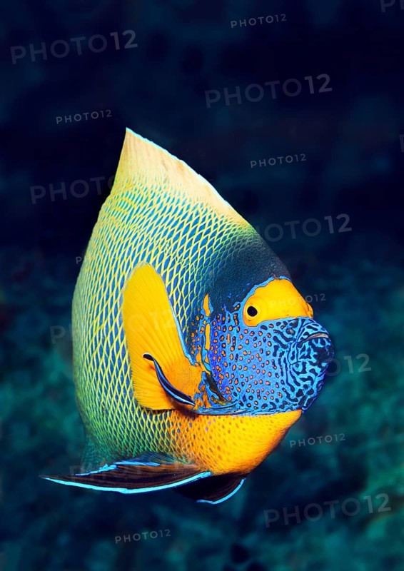 Blueface Angelfish